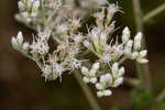 Rough boneset